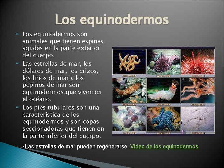 Los equinodermos son animales que tienen espinas agudas en la parte exterior del cuerpo.