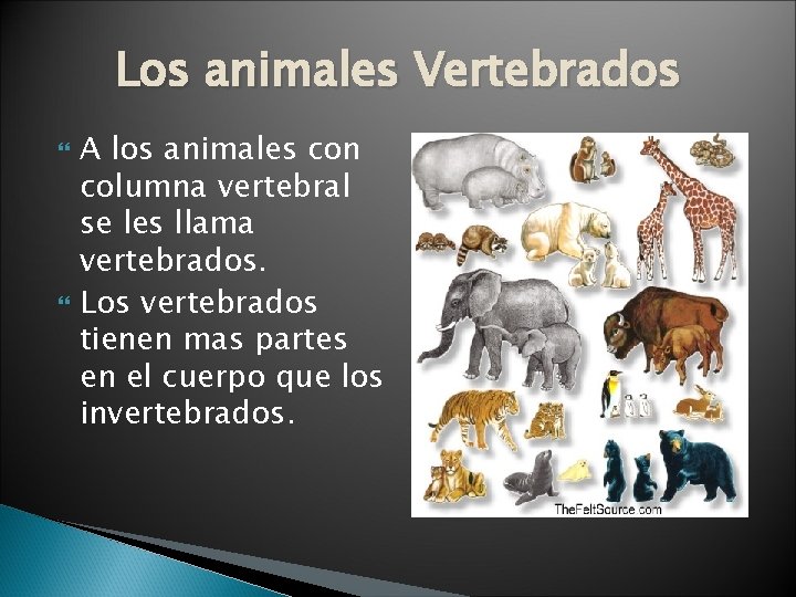 Los animales Vertebrados A los animales con columna vertebral se les llama vertebrados. Los