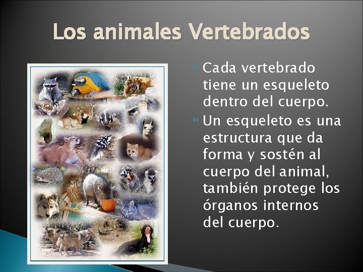 Los animales Vertebrados Cada vertebrado tiene un esqueleto dentro del cuerpo. Un esqueleto es