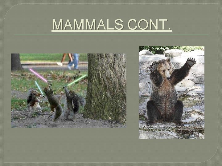 MAMMALS CONT. 