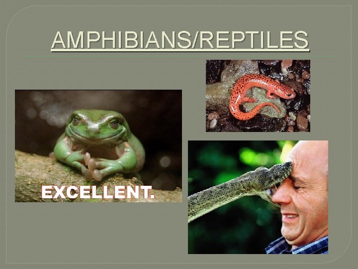 AMPHIBIANS/REPTILES 
