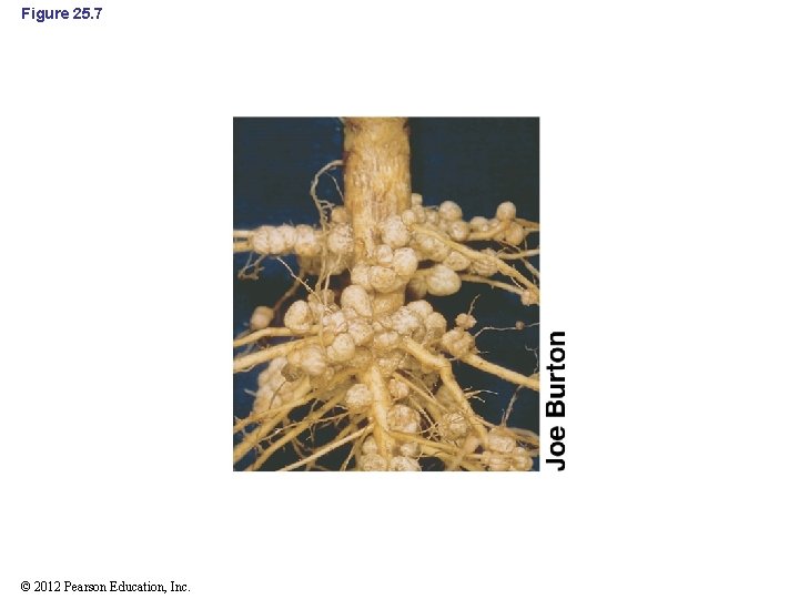 Figure 25. 7 © 2012 Pearson Education, Inc. 