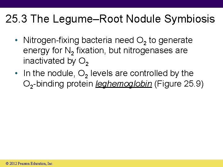 25. 3 The Legume–Root Nodule Symbiosis • Nitrogen-fixing bacteria need O 2 to generate