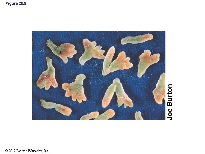 Figure 25. 9 © 2012 Pearson Education, Inc. 