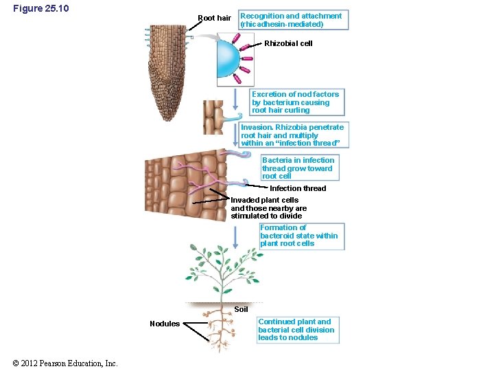 Figure 25. 10 Root hair Recognition and attachment (rhicadhesin-mediated) Rhizobial cell Excretion of nod