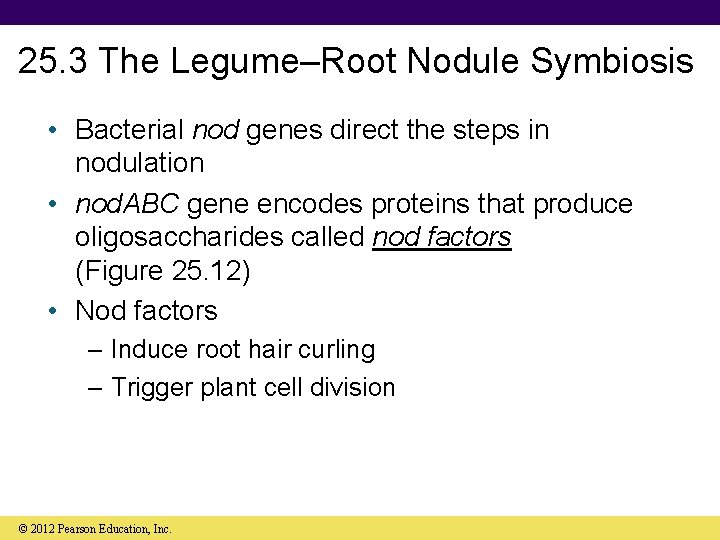 25. 3 The Legume–Root Nodule Symbiosis • Bacterial nod genes direct the steps in