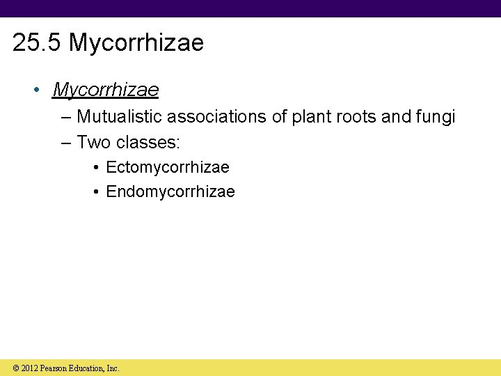 25. 5 Mycorrhizae • Mycorrhizae – Mutualistic associations of plant roots and fungi –