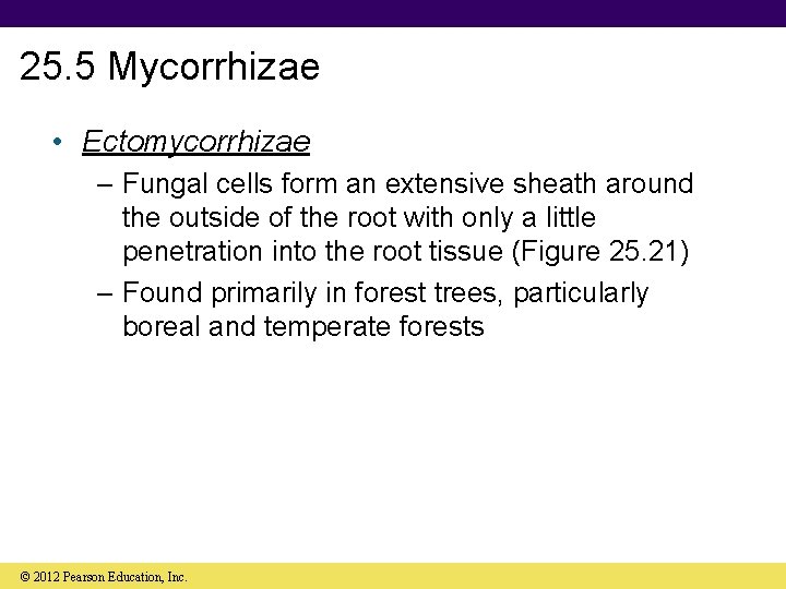 25. 5 Mycorrhizae • Ectomycorrhizae – Fungal cells form an extensive sheath around the