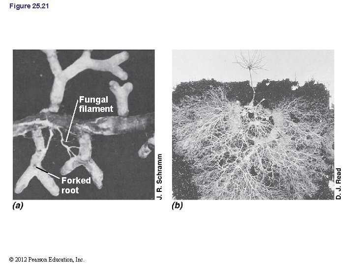 Figure 25. 21 Fungal filament Forked root © 2012 Pearson Education, Inc. 