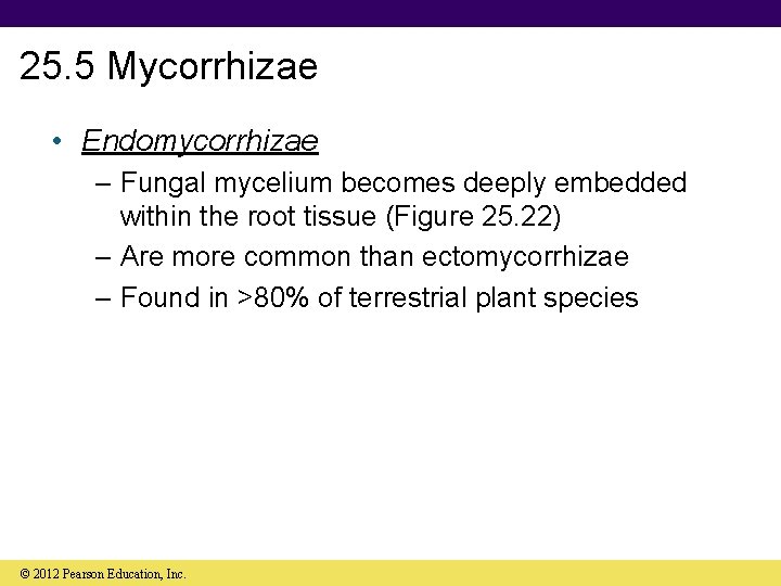 25. 5 Mycorrhizae • Endomycorrhizae – Fungal mycelium becomes deeply embedded within the root