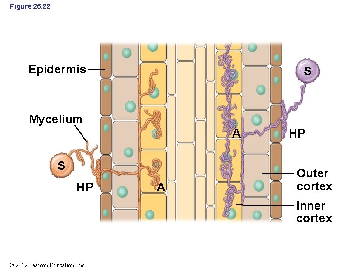 Figure 25. 22 Epidermis S Mycelium A S HP A HP Outer cortex Inner