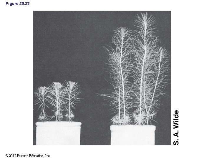 Figure 25. 23 © 2012 Pearson Education, Inc. 