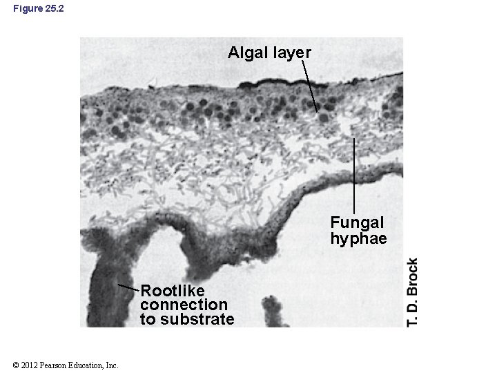 Figure 25. 2 Algal layer Fungal hyphae Rootlike connection to substrate © 2012 Pearson