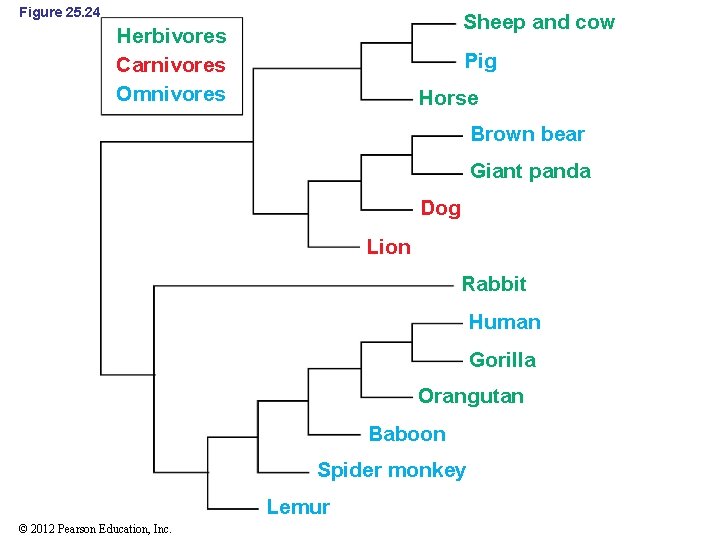 Figure 25. 24 Sheep and cow Herbivores Carnivores Omnivores Pig Horse Brown bear Giant