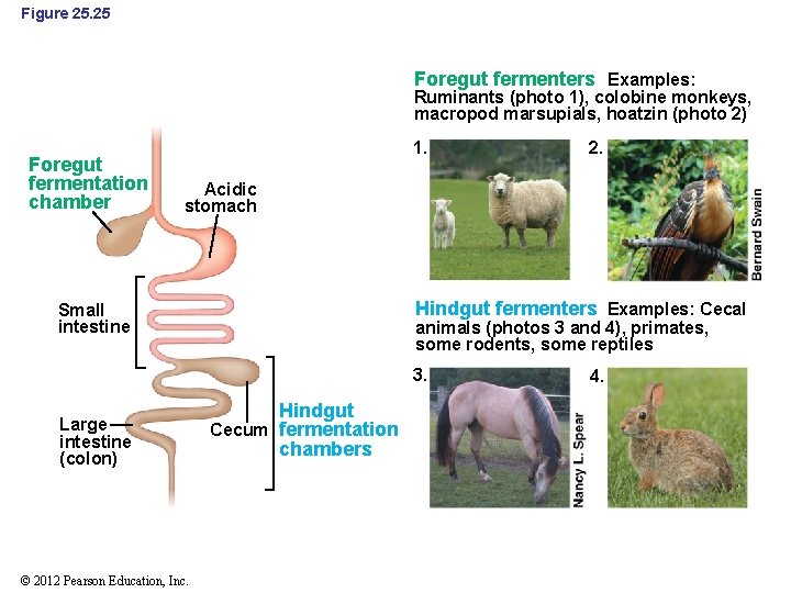 Figure 25. 25 Foregut fermenters Examples: Ruminants (photo 1), colobine monkeys, macropod marsupials, hoatzin