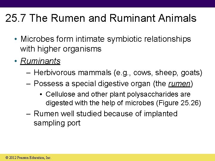 25. 7 The Rumen and Ruminant Animals • Microbes form intimate symbiotic relationships with