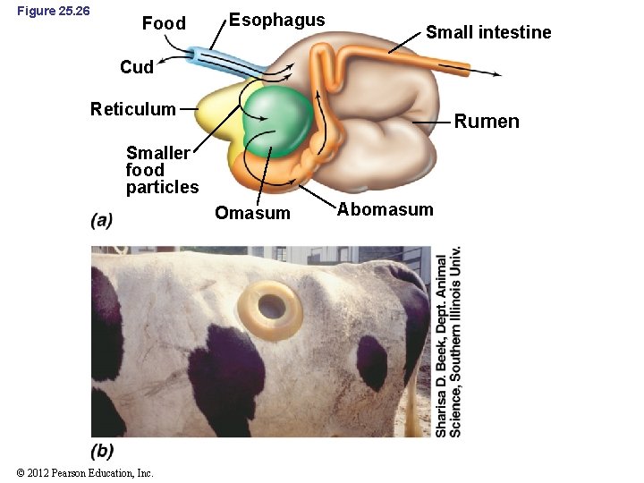 Figure 25. 26 Food Esophagus Small intestine Cud Reticulum Rumen Smaller food particles Omasum