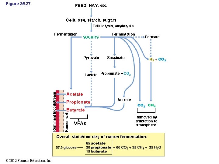 Figure 25. 27 FEED, HAY, etc. Cellulose, starch, sugars Cellulolysis, amylolysis Fermentation SUGARS Pyruvate