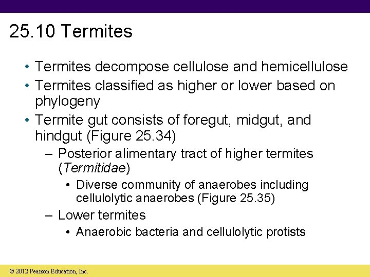 25. 10 Termites • Termites decompose cellulose and hemicellulose • Termites classified as higher