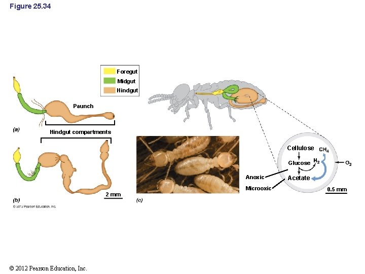 Figure 25. 34 Foregut Midgut Hindgut Paunch Hindgut compartments Cellulose Glucose Anoxic 2 mm