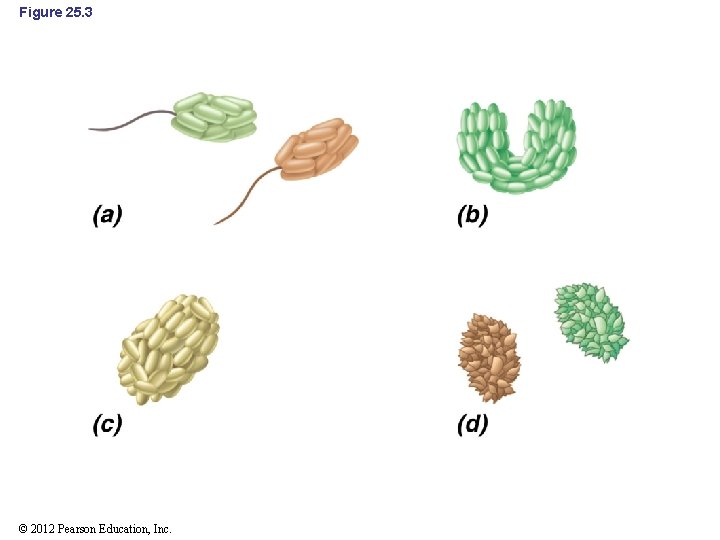 Figure 25. 3 © 2012 Pearson Education, Inc. 