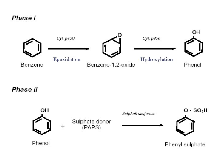 Epoxidation Hydroxylation 