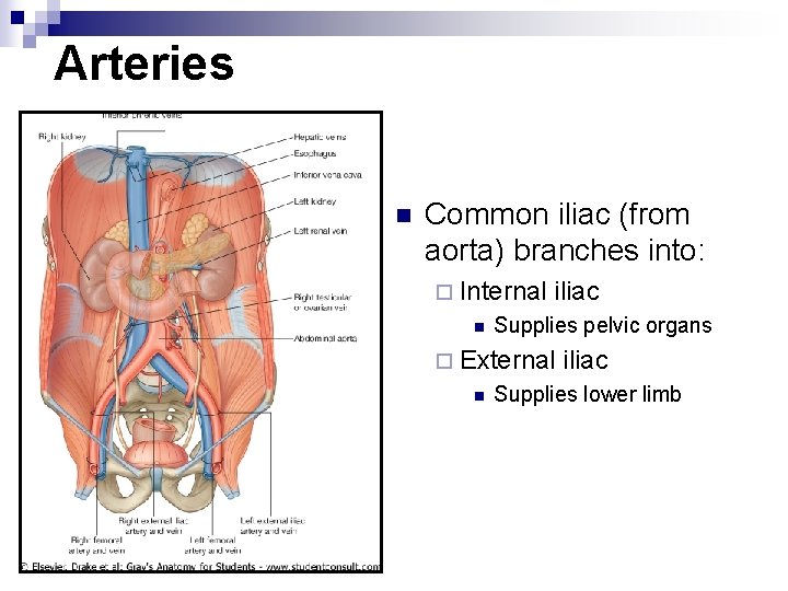 Arteries n Common iliac (from aorta) branches into: ¨ Internal iliac n Supplies pelvic