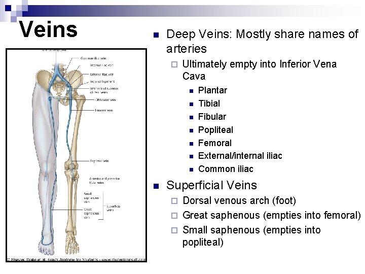 Veins n Deep Veins: Mostly share names of arteries ¨ Ultimately empty into Inferior