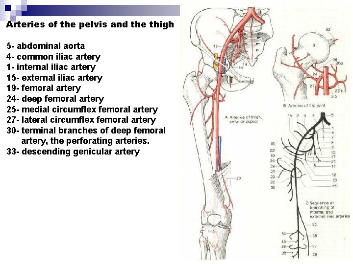Arteries of the pelvis and the thigh 5 - abdominal aorta 4 - common