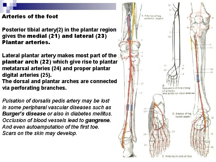 Arteries of the foot Posterior tibial artery(2) in the plantar region gives the medial