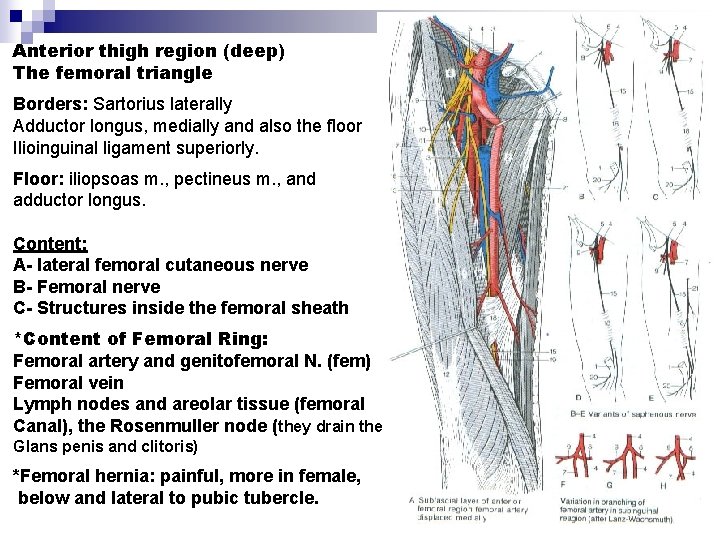 Anterior thigh region (deep) The femoral triangle Borders: Sartorius laterally Adductor longus, medially and