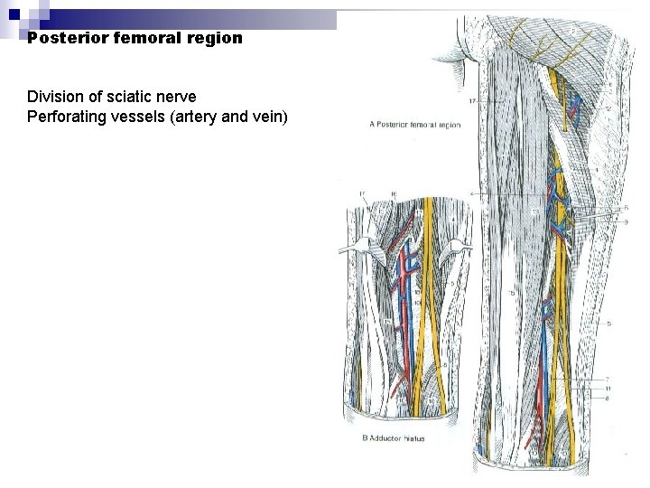 Posterior femoral region Division of sciatic nerve Perforating vessels (artery and vein) 