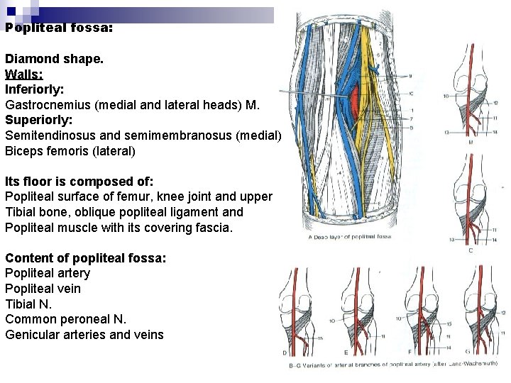 Popliteal fossa: Diamond shape. Walls: Inferiorly: Gastrocnemius (medial and lateral heads) M. Superiorly: Semitendinosus