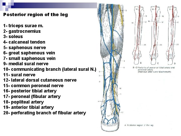 Posterior region of the leg 1 - triceps surae m. 2 - gastrocnemius 3