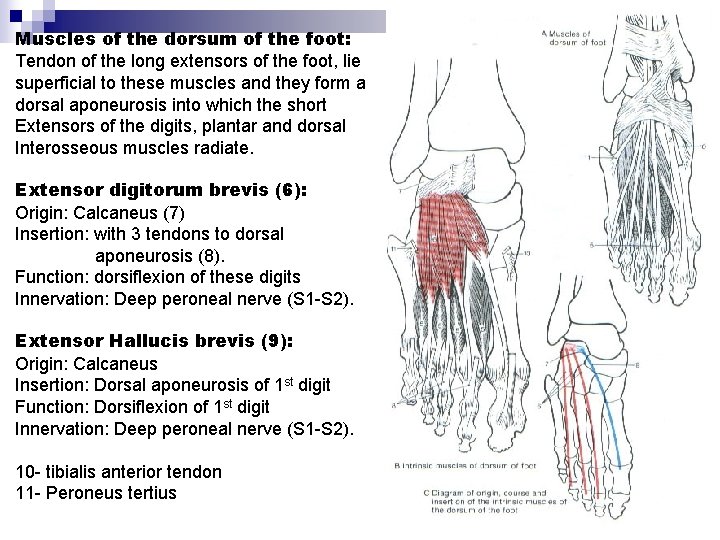 Muscles of the dorsum of the foot: Tendon of the long extensors of the