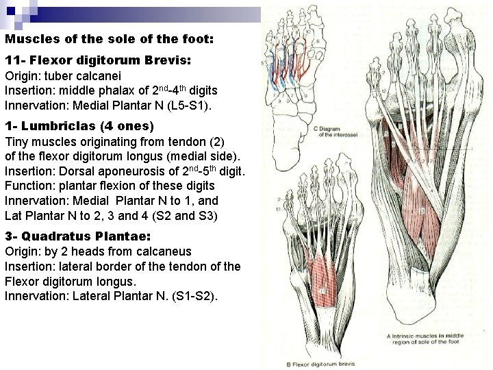 Muscles of the sole of the foot: 11 - Flexor digitorum Brevis: Origin: tuber