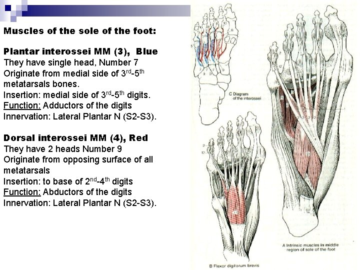 Muscles of the sole of the foot: Plantar interossei MM (3), Blue They have