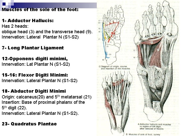 Muscles of the sole of the foot: 1 - Adductor Hallucis: Has 2 heads: