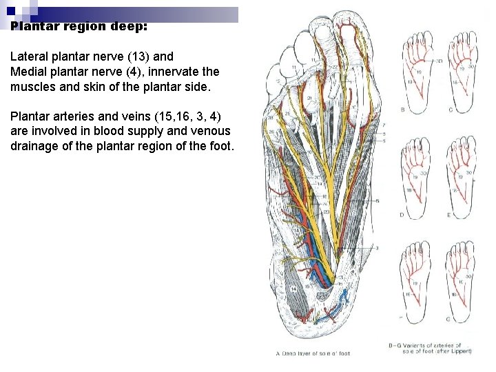 Plantar region deep: Lateral plantar nerve (13) and Medial plantar nerve (4), innervate the