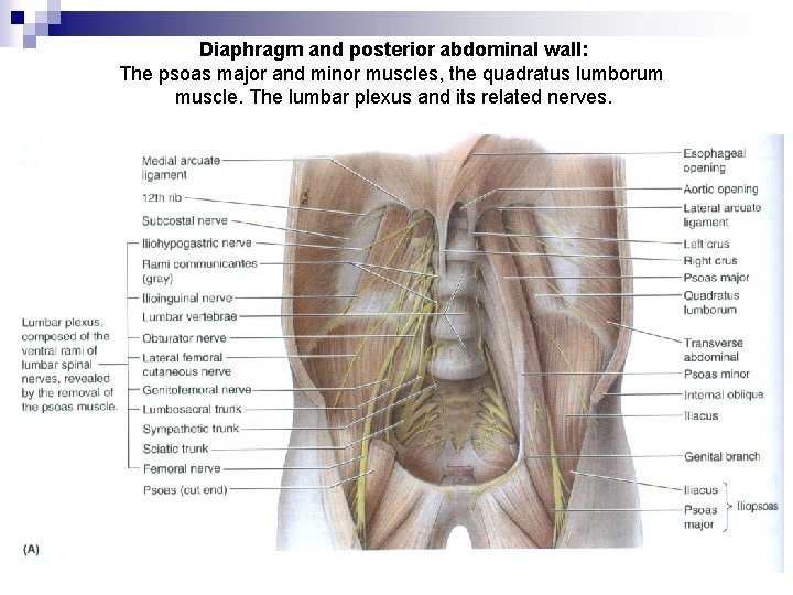 Diaphragm and posterior abdominal wall: The psoas major and minor muscles, the quadratus lumborum