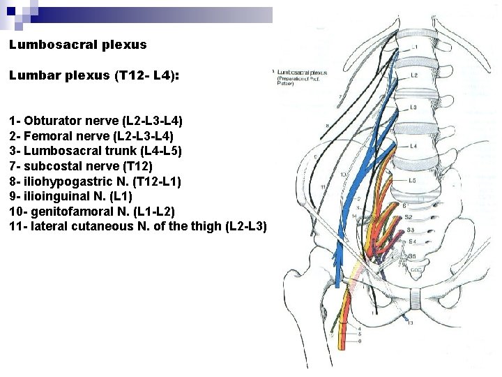 Lumbosacral plexus Lumbar plexus (T 12 - L 4): 1 - Obturator nerve (L