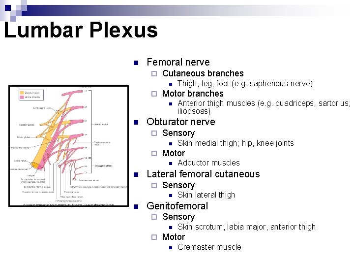 Lumbar Plexus n Femoral nerve ¨ Cutaneous branches n ¨ Motor branches n n