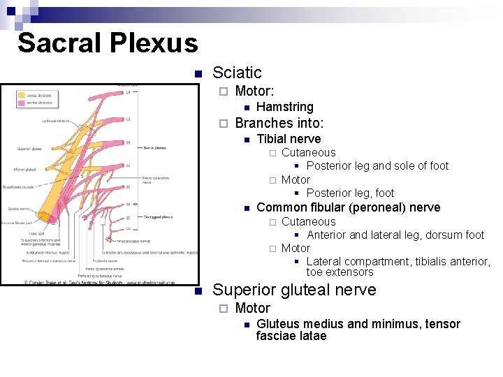 Sacral Plexus n Sciatic ¨ Motor: n ¨ Hamstring Branches into: n Tibial nerve