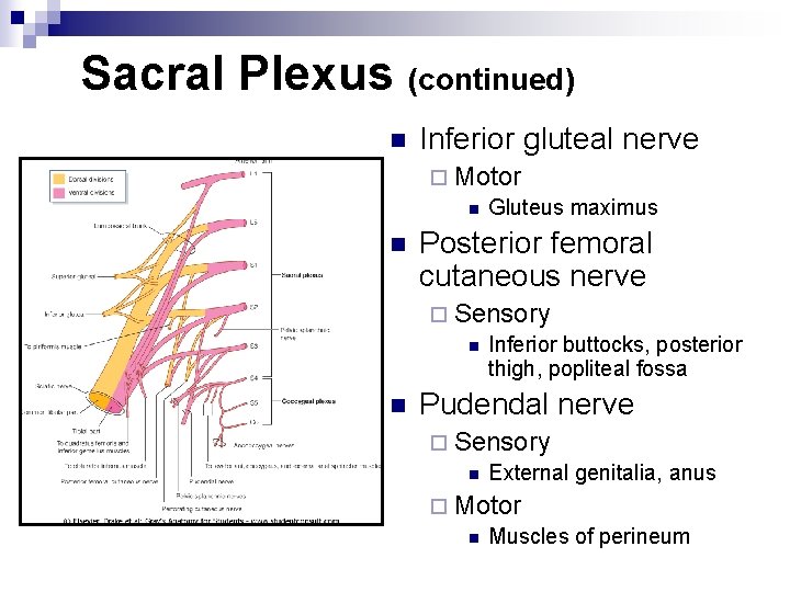 Sacral Plexus (continued) n Inferior gluteal nerve ¨ Motor n Gluteus maximus n Posterior