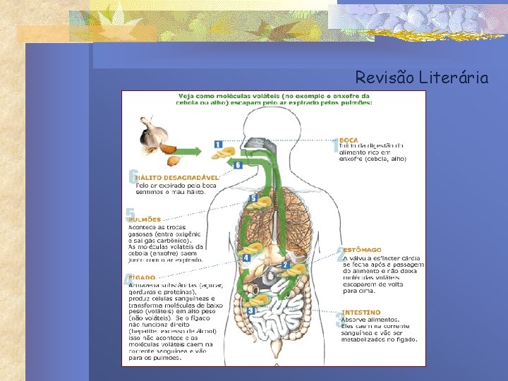 Revisão Literária Revisão Literária