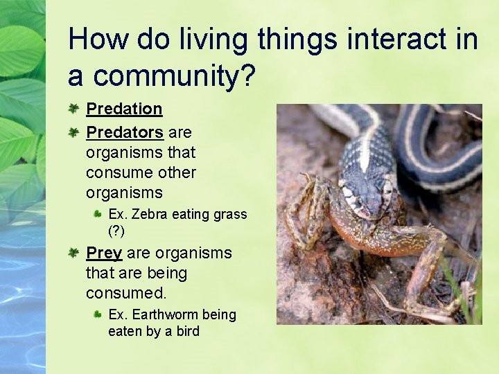 How do living things interact in a community? Predation Predators are organisms that consume