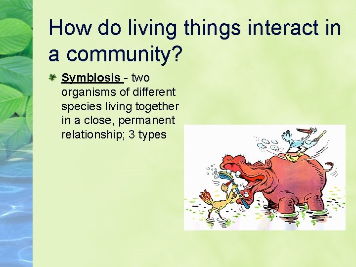 How do living things interact in a community? Symbiosis - two organisms of different