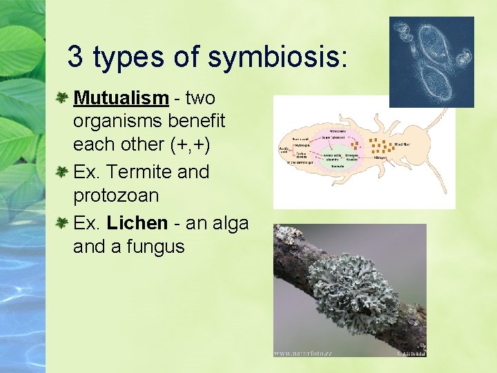 3 types of symbiosis: Mutualism - two organisms benefit each other (+, +) Ex.