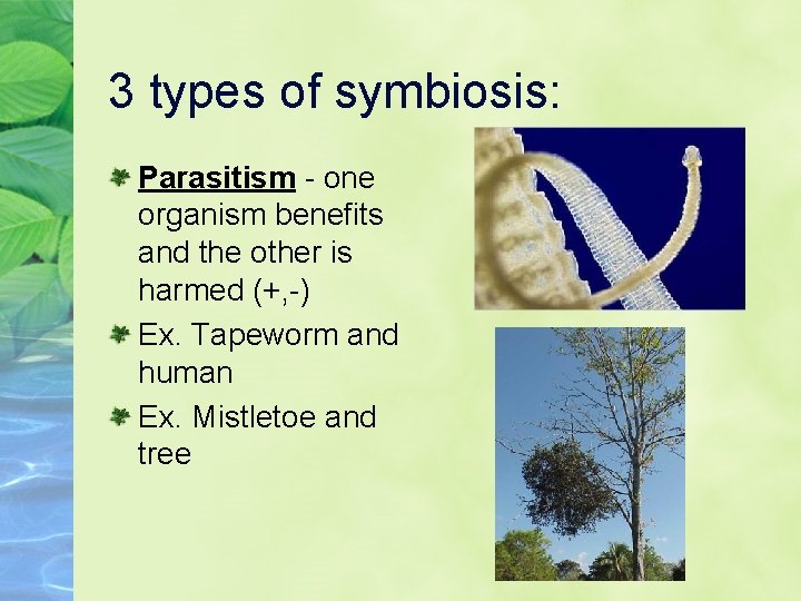 3 types of symbiosis: Parasitism - one organism benefits and the other is harmed