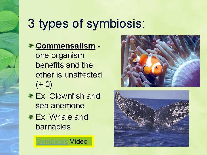 3 types of symbiosis: Commensalism one organism benefits and the other is unaffected (+,